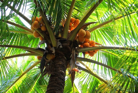 Những giống dừa lạ được ông sưu tầm về trồng. Đến nay, ông đã có trên 20 giống dừa quý.