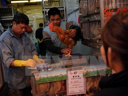  Khách hàng mua gà sống tại một cửa hàng ở quận Wan Chai, Hong Kong. (Ảnh: AFP/TTXVN)