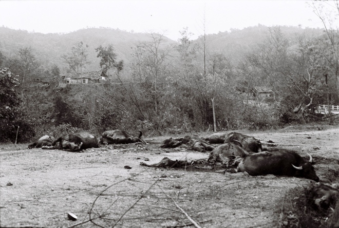 Trâu bò bị giết dọc đường quân Trung Quốc đi qua.
