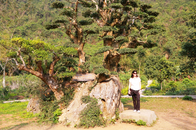 Theo chị Phạm Lan Hương, nhân viên của vườn chim Thung Nham, từ khi được phát hiện đến nay dáng “bàn tay phật” của cây duối vẫn được giữ nguyên. Những người thợ tỉa cây của đơn vị quản lý chỉ tỉa tán lá cho gọn lại chứ không hề tạo thế cho cây duối này.