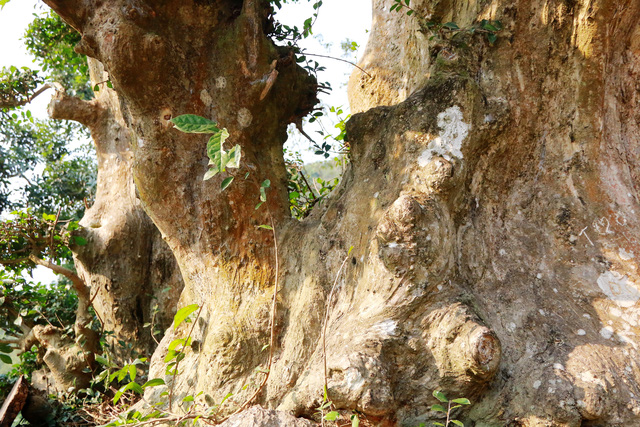 Thân cây mọc trên một tảng đá lớn thể hiện ý chí kiên cường, sức sống mãnh liệt như chính là điều mà nhà vua muốn nhắn nhủ tới người dân trăm họ. Nơi lớn nhất của thân cây có đường kính rộng hơn 1m, có nhiều chỗ sần sùi bị rêu phủ bám xung quanh.