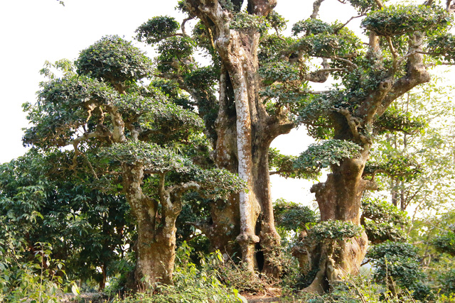Nhiều người trong giới bon sai cây cảnh đến tham quan và đánh giá, đây là cây duối là có dáng thế đẹp độc nhất vô nhị tại Việt Nam.