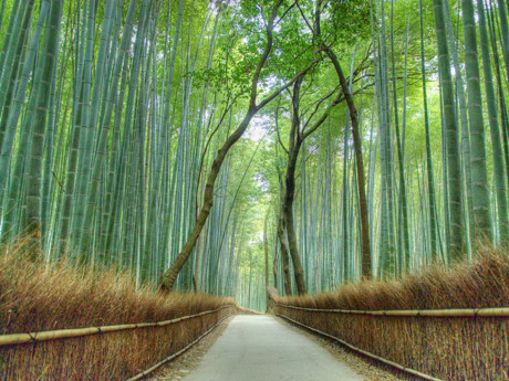 Arashiyama, Kyoto, Nhật Bản: Vẻ đẹp thanh bình của rừng tre tại quận Arashiyama khiến nó trở thành điểm đến tuyệt vời cho hành trình của bạn. Không có gì đáng ngạc nhiên khi nơi đây được bình chọn là một trong những địa điểm được yêu thích nhất trên Pinterest.