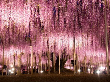 Công viên hoa Ashikaga, Ashikaga, Nhật Bản: Những cây hoa Tử Đằng tại công viên Ashikaga sẽ nở hoa rực rỡ trong khoảng thời gian vài tuần mỗi khi mùa xuân đến, khoác lên khung cảnh nơi đây một tấm áo mới rực rỡ với sắc hồng, tím ngập tràn.