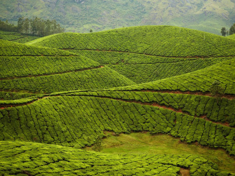 Kolukkumalai Tea Estate, Munnar, Ấn Độ: Nằm tại vị trí trên 8000 m so với mực nước biển, Kollukkmumalai là vùng trồng chè ở độ cao lớn và đẹp nhất trên thế giới.