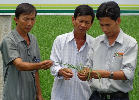 Chuyển giao khoa học công nghệ cho cây lúa được nhiều địa phương quan tâm.