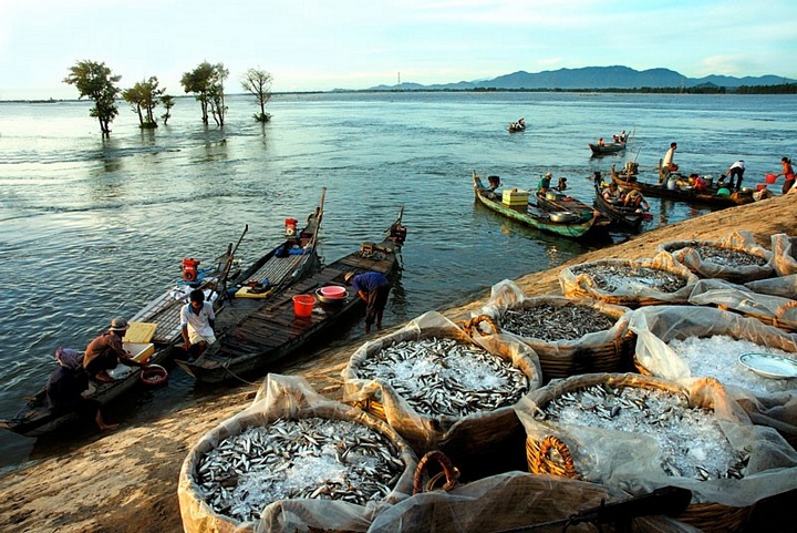 Sản lượng thủy sản của vùng chiếm 50% cả nước, nhiều nhất ở các tỉnh Cà Mau, Bạc Liêu, Kiên Giang và An Giang. Ảnh: Huỳnh Phúc Hậu.