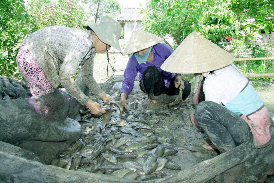 Vụ nuôi năm 2016, nông dân huyện Trần Văn Thời gặp khó vì giá cá bổi thương phẩm thấp.