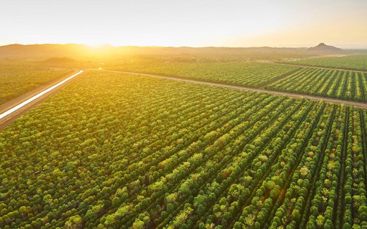 15 năm trồng cây đàn hương tại Australia sắp giúp hai công ty ở đây kiếm bộn tiền