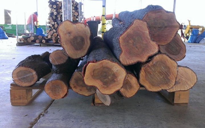 Nhu cầu đàn hương trên toàn cầu được dự báo sẽ tăng 5 lần lên 20.000 tấn gỗ mỗi năm trong giai đoạn 2015 – 2025