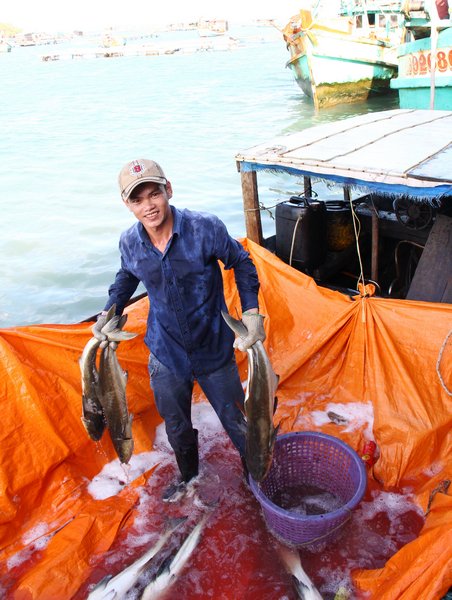 Cá bớp là đặc sản của vùng biển Tây Nam và cũng là nguồn kinh tế đem lại thu nhập cho người nuôi cá lồng bè.