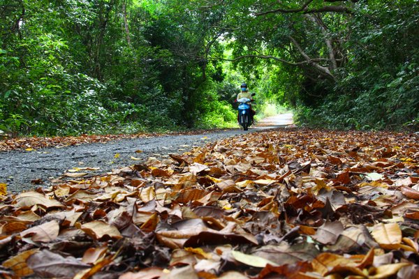Mùa này, đảo Nam Du có những con đường ngập lá vàng hay cỏ lau làm hành trình khám phá của du khách thêm thi vị.