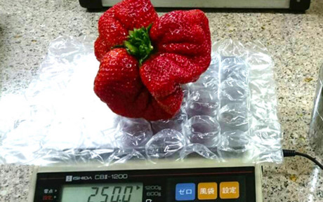 Quả dâu tây Nhật này được ghi nhận đạt kỷ lục thế giới về trọng lượng 