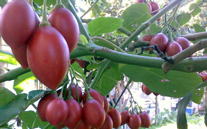 Giống cà chua thân gỗ Tamarillo được nhập từ Ecuador về trồng thử nghiệm tại Đà Lạt (Ảnh: VnExpress)