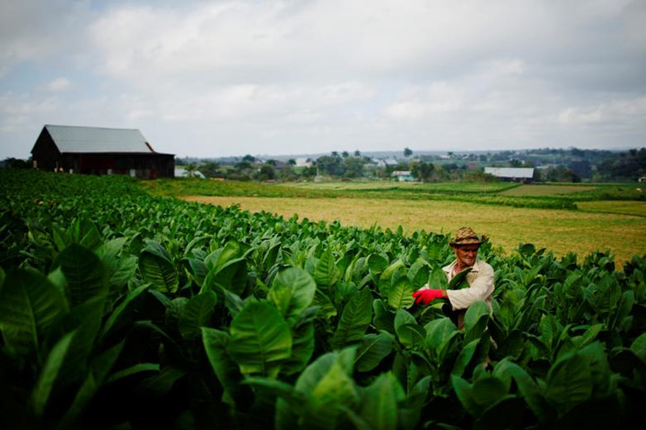 Một người nông dân hái lá cây thuốc lá trong trang tại của mình ở tỉnh miền Tây Pinar del Rio. Ảnh: Reuters