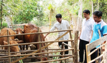 Tam Bình chọn con bò làm vật nuôi chủ lực để phát triển nông nghiệp.