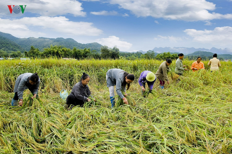 Gặt lúa nếp trên cánh đồng Bản Ngần (xã Vĩnh Quang, thành phố Cao Bằng).