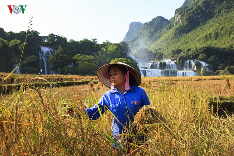 Gặt lúa nếp (xã Đàm Thủy, huyện Trùng Khánh, tỉnh Cao Bằng).