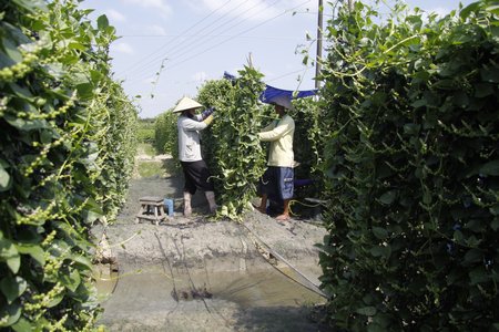 Nông dân Tân Quới đang thu hoạch hột mồng tơi, phơi khô để bán, khoảng 10kg hột tươi sẽ được 1kg hột khô.