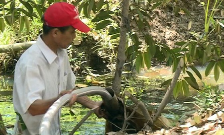 Ông Nguyễn Văn Trong ở ấp Thanh Khê bơm nước ngọt vào túi nilông dự trữ để tưới cho vườn sầu riêng.