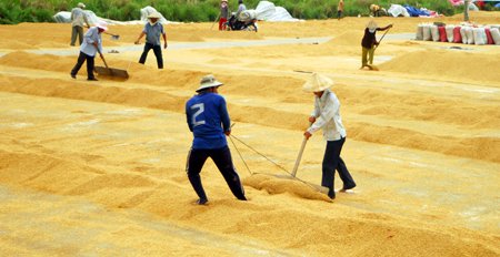Thu hoạch lúa tại Nông trường Cờ Đỏ, TP Cần Thơ. Ảnh: Thanh Vũ/TTXVN