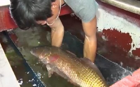 Con cá anh Sử bắt được nghi cá sủ vàng.