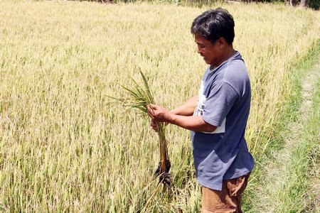 Sản xuất lúa Hè Thu sẽ còn nhiều khó khăn do rơi vào cao điểm khô hạn và nguy cơ xâm nhập mặn.