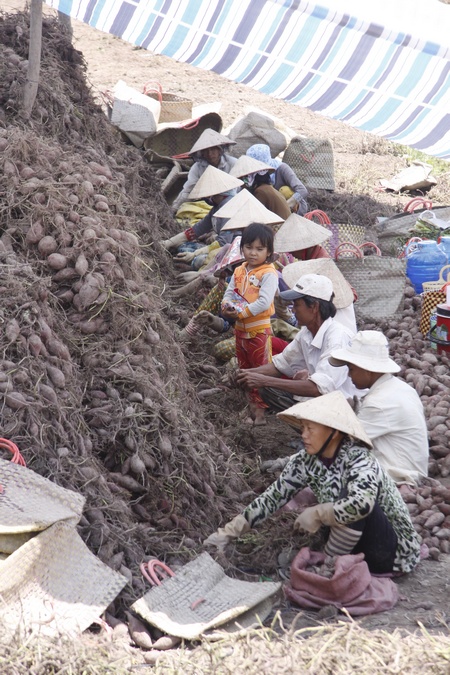 Khoai lang được coi là cây trồng chủ lực trong kinh tế nông nghiệp tại huyện Bình Tân.