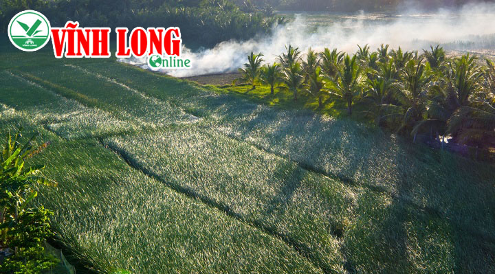 Đồng lác rộng hàng trăm  héc ta  nằm  xen canh với  vườn  dừa  và  đồng  lúa