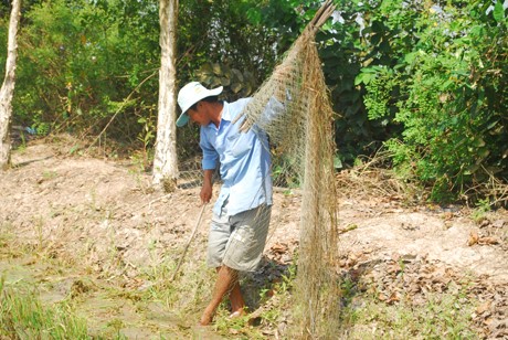 Anh Lê Văn Phú rào lưới xung quanh ruộng để đàn vịt không ra ngoài.