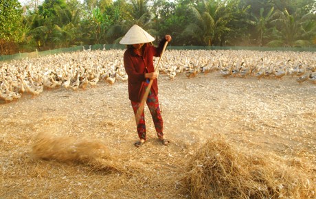 Chị Nguyễn Thị Thu xới rơm để vịt đẻ trứng sạch hơn.