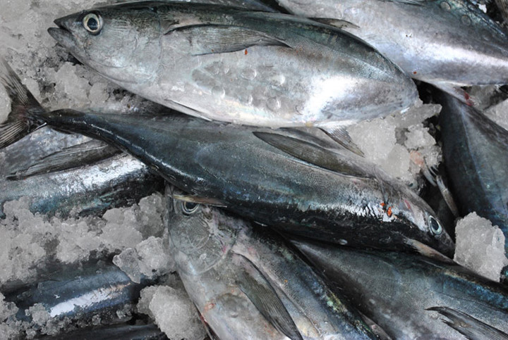 Ngăn ngừa thiếu máu thiếu sắt. Cá ngừ có chứa một số lượng lớn sắt và B12, có thể dễ dàng hấp thụ bởi cơ thể con người. Thường xuyên ăn cá ngừ có thể bổ sung sắt đầy đủ cho cơ thể con người và ngăn ngừa bệnh thiếu máu.