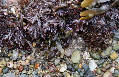 Dulse là một loại tảo đỏ mọc hoang dại ở Bắc Đại Tây Dương