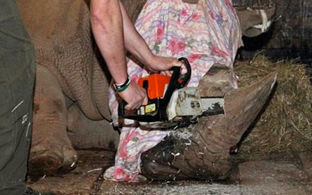 Vườn thú Dvur Kralove quyết định cắt bỏ sừng tê giác để bảo vệ chúng khỏi những tay thợ săn. (Ảnh: Metro News)