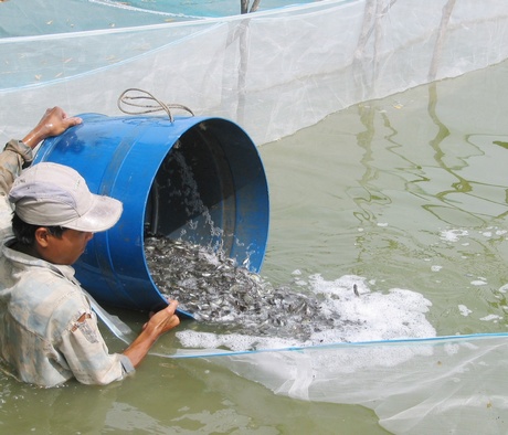 Số lượng cơ sở sản xuất và sản lượng cá tra giống ở Vĩnh Long ngày càng giảm.