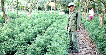 Mô hình trồng xen đinh lăng lá tròn trong vườn cây ăn trái của ông Nguyễn Văn Ngon ở tỉnh Bến Tre.