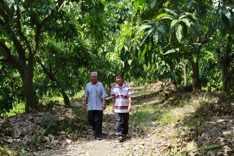 Xã Mỹ Xương có đến 500ha trồng xoài. Trong ảnh: Vườn xoài của chú Nguyễn Thanh Tâm.