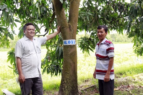 Anh Nguyễn Văn Đúng- Phó Giám đốc HTX Mỹ Xương (trái) thường xuyên trao đổi để biết tâm tư nguyện vọng, cũng như hỗ trợ kỹ thuật cho xã viên trồng xoài theo tiêu chuẩn VietGAP.