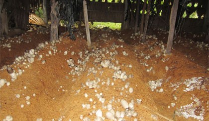 Mô hình trồng nấm rơm từ tận dụng chất thải trồng nấm phá gỗ.
