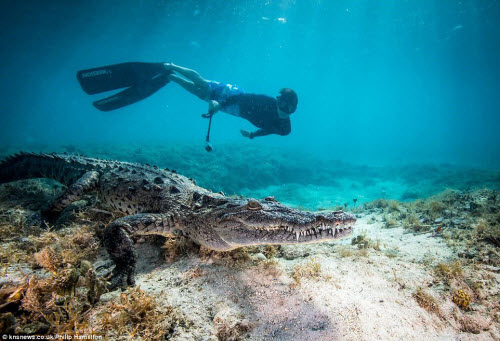 Chris Hamilton, cùng bố là một nhiếp ảnh gia dưới nước, đã bay từ Anh tới Cuba và đi tàu tới khu rừng đước ngập mặn ở ngoài khơi thành phố Jardines de La Reina. Tại đây, Chris có thể bơi và đối mặt với những con cá sấu nước mặn khổng lồ và bố cậu ghi lại sự kiến đó