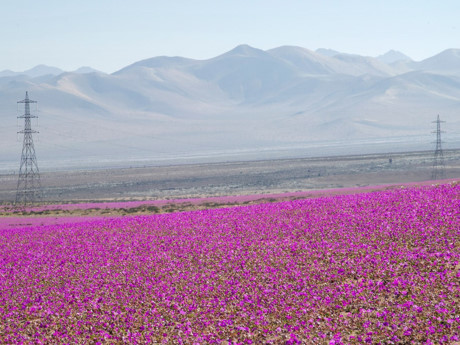 Trải dài qua biên giới của các quốc gia Chile, Peru, Bolivia và Argentina, Atacama ở Nam Mỹ là sa mạc khô cằn nhất thế giới với lượng mưa trung bình hằng năm còn chưa đạt tới 1mm. Tuy nhiên, trong những thời điểm hiếm hoi, hiện tượng “sa mạc nở hoa” diễn ra tạo nên cảnh quan tuyệt đẹp cho vùng đất này.