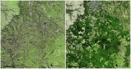 Rừng Uruguay Forests từ tháng 3/1975 đến tháng 2/2009 đã giảm đi đáng kể: từ 900.000 hecta xuống còn 45.000 hecta.