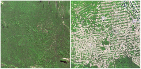 Rừng Rondonia, Brazil từ tháng 6/1975 đến tháng 8/2009. Bạn thấy thế nào về sự thay đổi đáng sợ này?