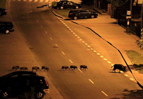 Nếu thấy động vật băng qua đường bạn hãy cho xe đi chậm và quan sát vì rất có thể còn có nhiều con phía sau chuẩn bị băng qua. (Ảnh: suagarage.com).