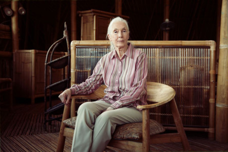 Chân dung Jane Goodall - một nữ tiến sỹ, nhà nghiên cứu nổi tiếng người Anh trong lĩnh vực bảo vệ động vật hoang dã. (Nguồn: NatGeo)