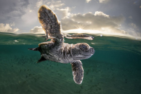 Cận cảnh của một con rùa hawksbill mới sinh ở biển Bismarck, Papua New Guinea. (Nguồn: NatGeo)
