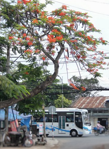 Hàng phượng vĩ quanh bến xe mới Vĩnh Long đang bắt đầu ra hoa, báo hiệu hè sắp đến.