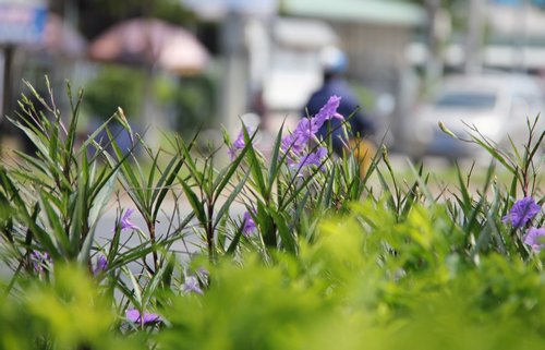 Những bồn hoa chiều tím nhẹ nhàng, mong manh dưới nắng.