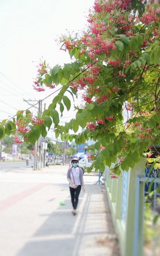 “Mùi hoa lưu ly” trước cổng Trung tâm Hoạt động Thanh thiếu niên tỉnh.