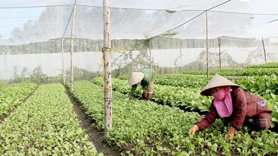 Sản xuất rau hữu cơ theo chuẩn châu Âu và Mỹ ở trang trại Organica tại huyện Long Thành, Đồng Nai